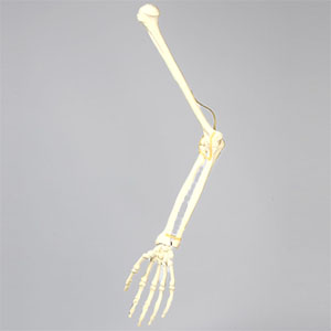 模擬骨・上肢骨（右・大）SF SAW1024-49 ソーボーン模擬骨