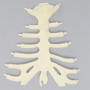 SAW1025-5　模擬骨・肋軟骨付き胸骨（大）SF
