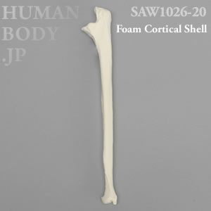 尺骨（右・大） SAW1026-20 ソーボーン模擬骨