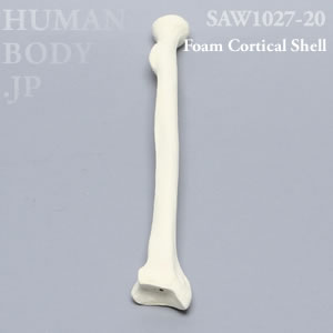 橈骨（右・大） SAW1027-20 ソーボーン模擬骨
