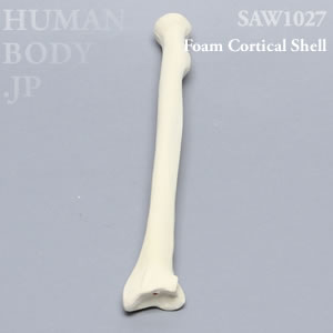 橈骨（左・大） SAW1027 ソーボーン模擬骨