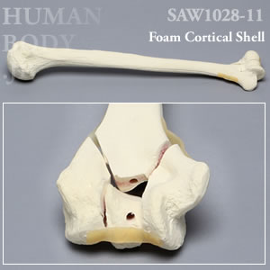 骨折性上腕骨（左・大） SAW1028-11 ソーボーン模擬骨