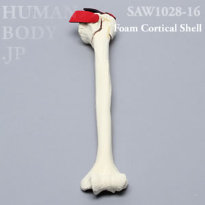 骨折性上腕骨（左・大） SAW1028-16 ソーボーン模擬骨