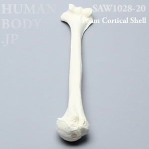 上腕骨（右・大） SAW1028-20 ソーボーン模擬骨