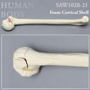 骨折性上腕骨（左・大） SAW1028-21 ソーボーン模擬骨