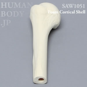 上腕骨近位端（左・大） SAW1051 ソーボーン模擬骨