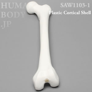 大腿骨（左・中） SAW1103-1 ソーボーン模擬骨