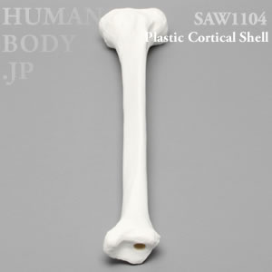 脛骨（左・大） SAW1104 ソーボーン模擬骨