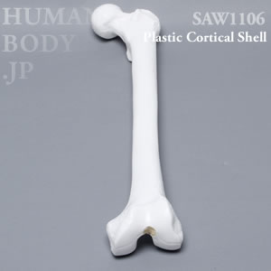 大腿骨（左・大） SAW1106 ソーボーン模擬骨