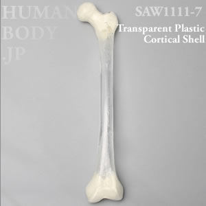 大腿骨（左・中） SAW1111-7 ソーボーン模擬骨