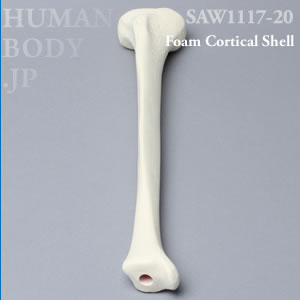 脛骨（右・中） SAW1117-20 ソーボーン模擬骨