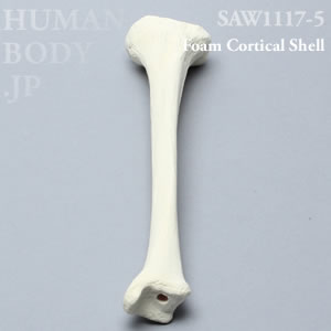 脛骨（左・小） SAW1117-5 ソーボーン模擬骨