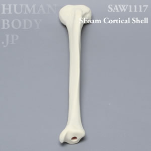 脛骨（左・中） SAW1117 ソーボーン模擬骨