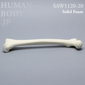 大腿骨（右・中） SAW1120-20 ソーボーン模擬骨