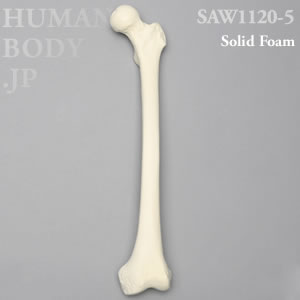 大腿骨（左・小） SAW1120-5 ソーボーン模擬骨