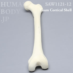 大腿骨（左・中） SAW1121-12 ソーボーン模擬骨