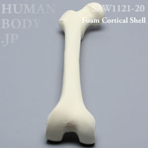 大腿骨（右・中） SAW1121-20 ソーボーン模擬骨