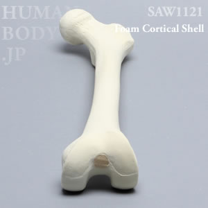 大腿骨（左・中） SAW1121 ソーボーン模擬骨