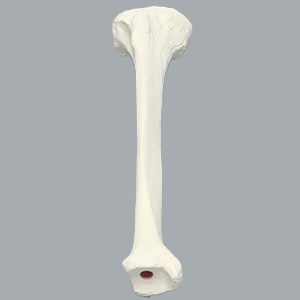 脛骨（右・大） SAW1126-100 ソーボーン模擬骨