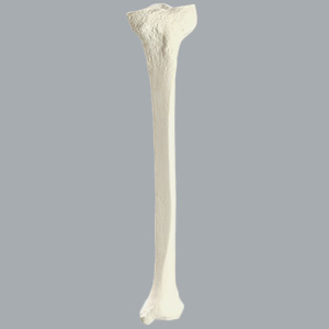 脛骨（左・大） SAW1126 ソーボーン模擬骨