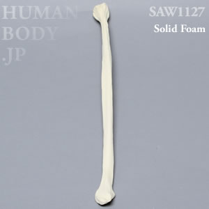 腓骨（左・大） SAW1127 ソーボーン模擬骨
