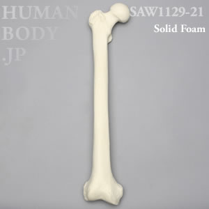 大腿骨（右・大） SAW1129-21 ソーボーン模擬骨
