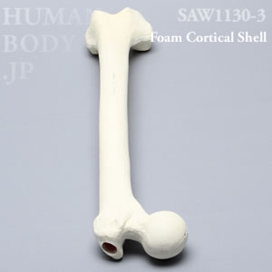 大腿骨（左・大） SAW1130-3 ソーボーン模擬骨