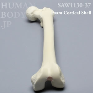 大腿骨（左・大） SAW1130-37 ソーボーン模擬骨