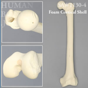 大腿骨（左・大） SAW1130-4 ソーボーン模擬骨