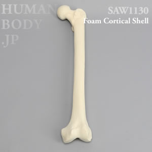 大腿骨（左・大） SAW1130 ソーボーン模擬骨