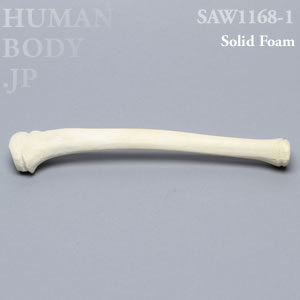 小児脛骨 SAW1168-1 ソーボーン模擬骨
