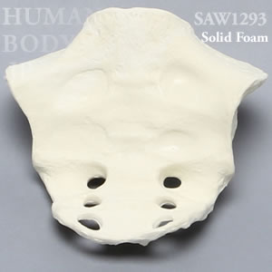 女性仙骨（中） SAW1293 ソーボーン模擬骨