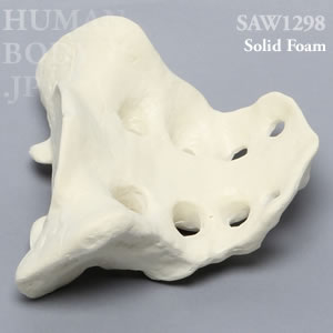 仙骨（大） SAW1298 ソーボーン模擬骨