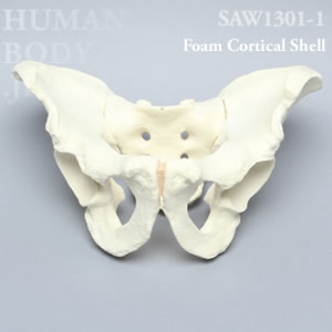 男性骨盤（大） SAW1301-1 ソーボーン模擬骨