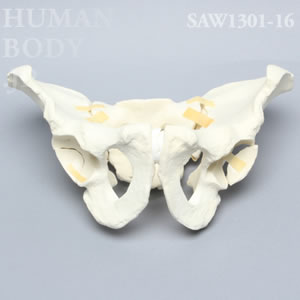 骨折性骨盤（大） SAW1301-16 ソーボーン模擬骨