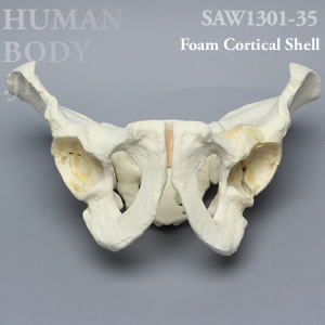 多発骨折性骨盤（大） SAW1301-35 ソーボーン模擬骨