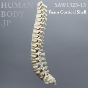 脊柱（T1-仙骨） SAW1323-13 ソーボーン模擬骨