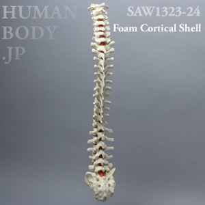 脊柱（C1-仙骨） SAW1323-24 ソーボーン模擬骨