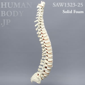脊柱（C1-仙骨） SAW1323-25 ソーボーン模擬骨