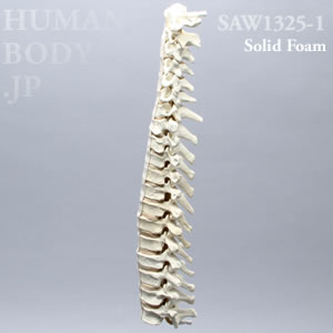 脊柱（C1-T12） SAW1325-1 ソーボーン模擬骨