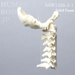 頸椎（後頭骨-C7） SAW1326-2-1 ソーボーン模擬骨
