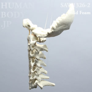 頸椎（後頭骨-C7） SAW1326-2 ソーボーン模擬骨