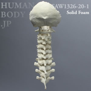 頸椎（後頭骨-T3） SAW1326-20-1 ソーボーン模擬骨