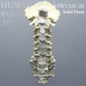 頸椎（後頭骨-T3） SAW1326-20 ソーボーン模擬骨