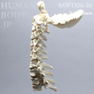 頸椎（後頭骨-T3） SAW1326-26 ソーボーン模擬骨