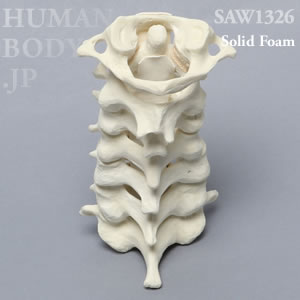 頸椎（C1-C7） SAW1326 ソーボーン模擬骨