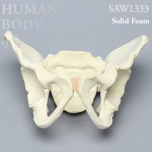小児骨盤 SAW1333 ソーボーン模擬骨