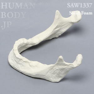 下顎骨（大） SAW1337 ソーボーン模擬骨