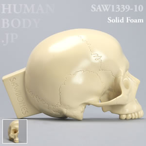 右側頭部頭蓋骨 SAW1339-10 ソーボーン模擬骨