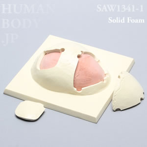 2箇所の開頭部付き頭蓋冠 SAW1341-1 ソーボーン模擬骨